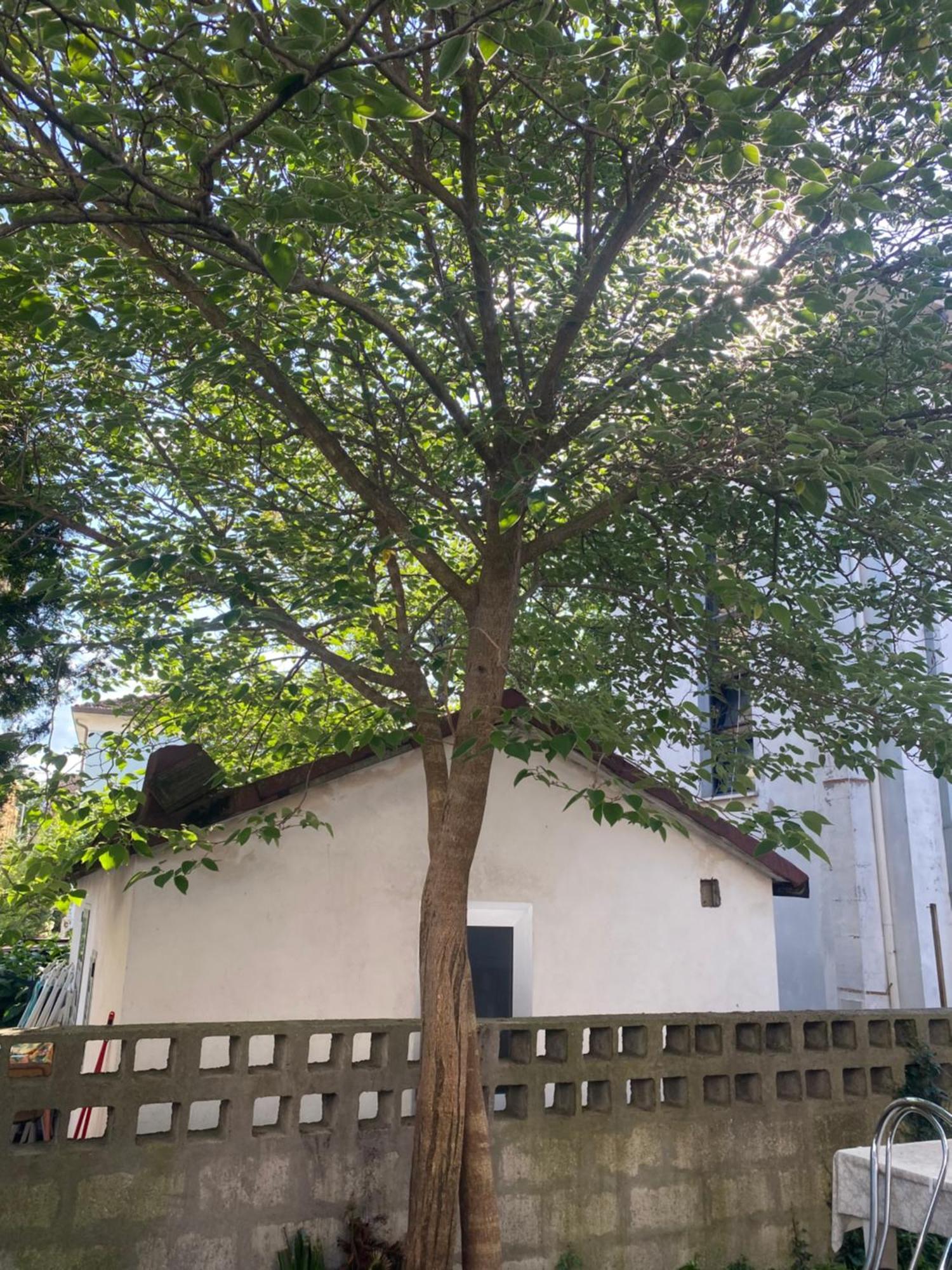 Casa Elisa 8 Дом отдыха Беллария-Иджеа-Марина